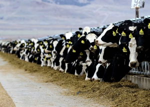 自動(dòng)化牛接種