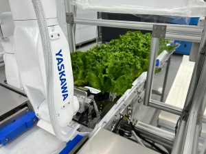 FingerVision以視觸覺傳感推動葉菜采收自動化落地